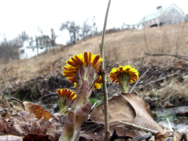 coltsfoot flowers and barn