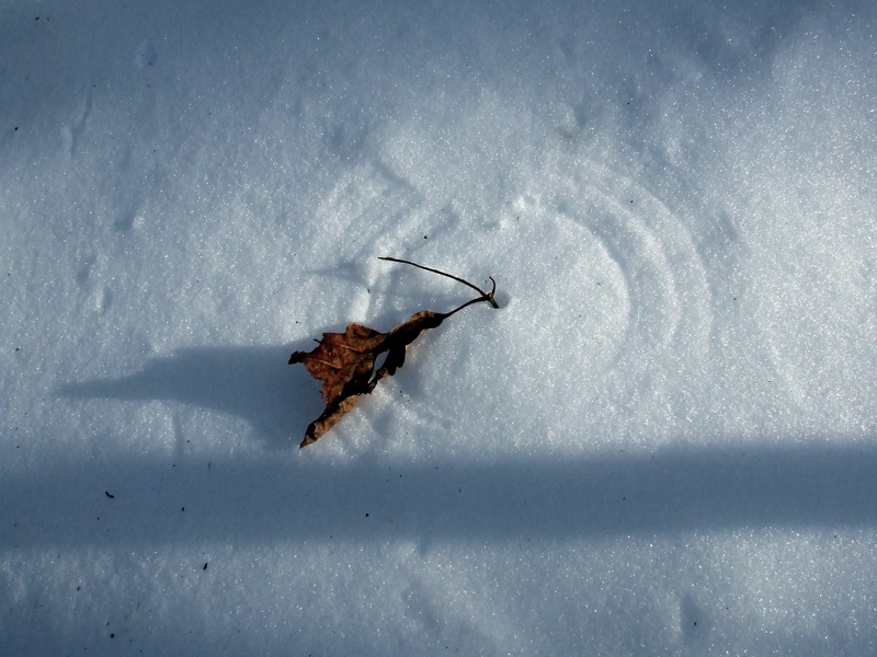 circle in snow drawn by the wind with a leaf caught by its stem