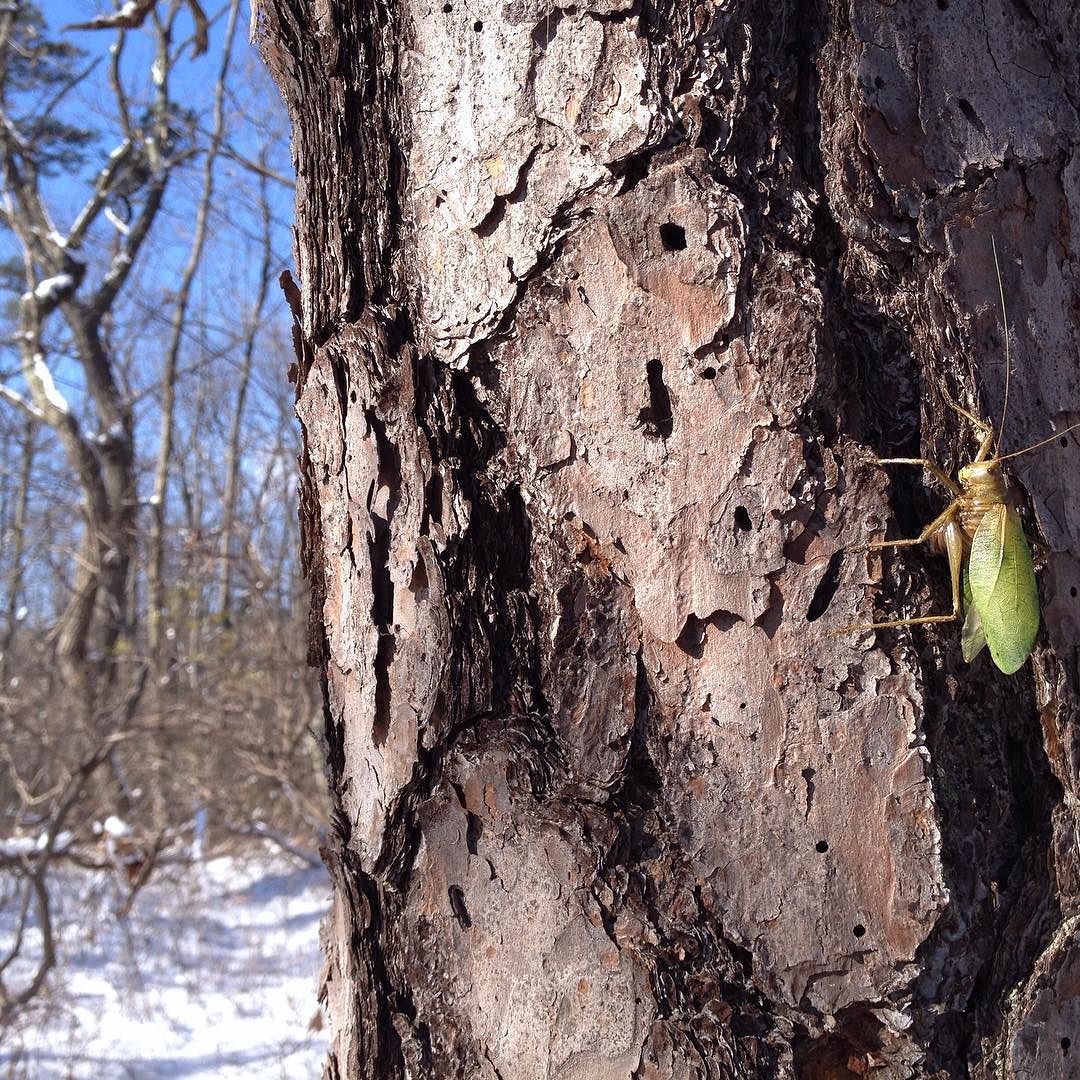A green, leaf-shaped katydid frozen into a life-like position on the bark of a pine tree in a snowy woods.