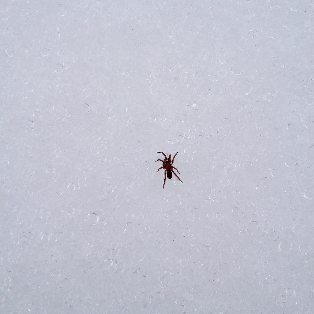 Close-up a tiny spider walking across a granular snowpack.