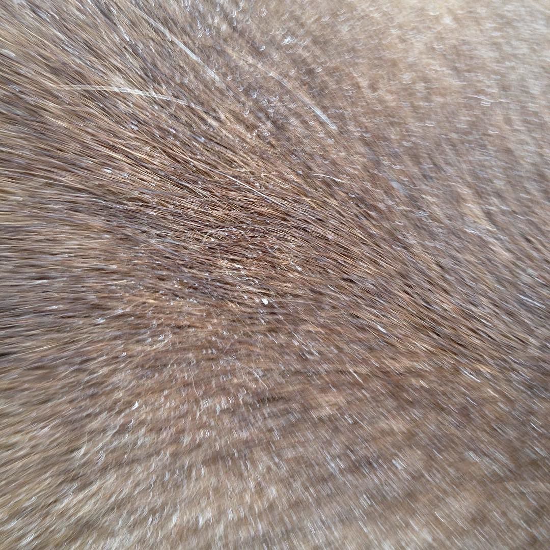 Close-up of brown fur beaded with moisture and blurry with motion.