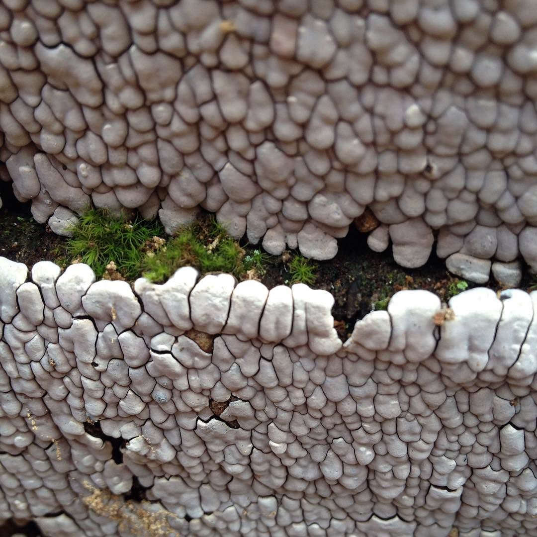 Close-up of white, tooth-like fungi arranged in disorderly rows on the end of a log.
