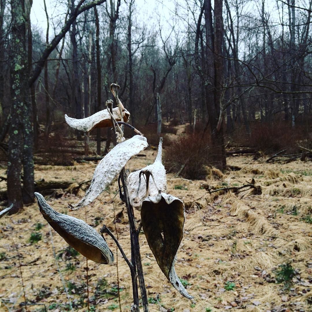 Dried milkweed stalk at the woods' edge with empty pods turned in all directions.