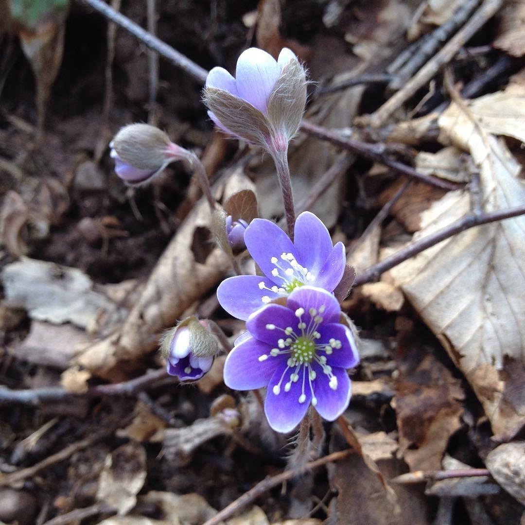 A clump of hepatica flowers at various stages of opening.