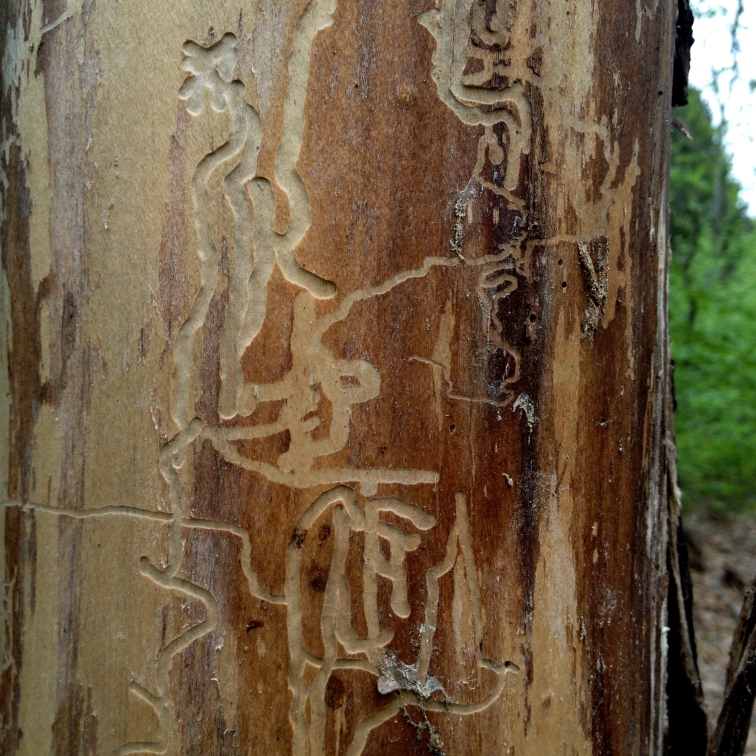 asemic markings on bark