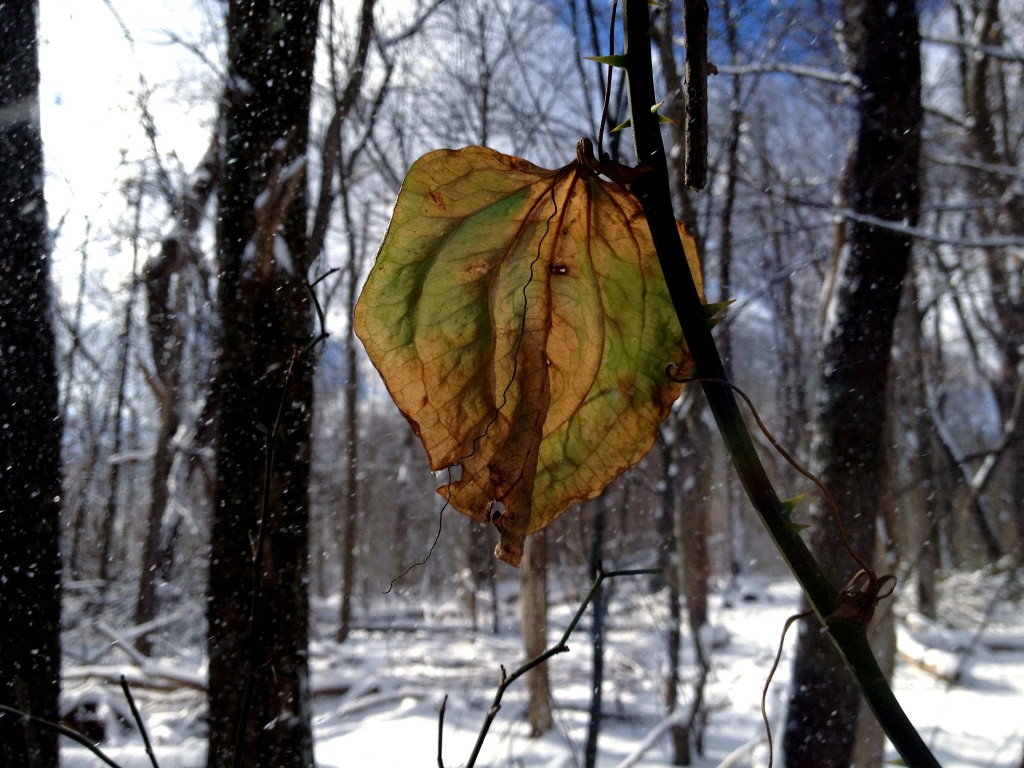 A greenbriar leaf in autumn colors in a snowy woods.