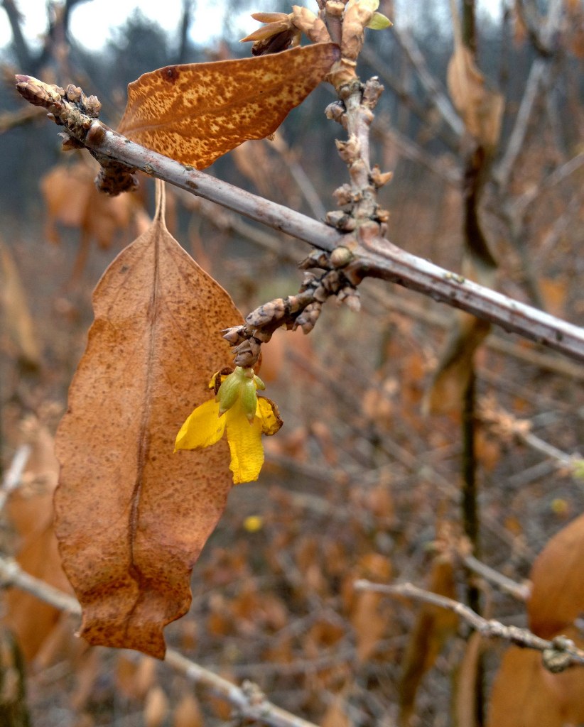 Yellow forsythia blossom among brown leaves.