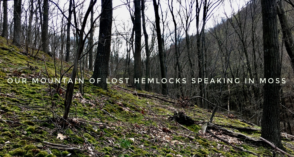 photo of a moss-covered mountainside with the text of a haiku: "our mountain of lost hemlocks speaking in moss"